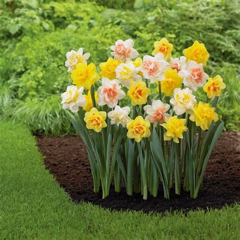 Garden State Bulb 12 Pack Double Mix Daffodil Bulbs At