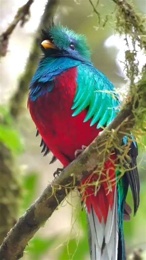 Quetzal Forest Feather Introducing The Legendary Resplendent
