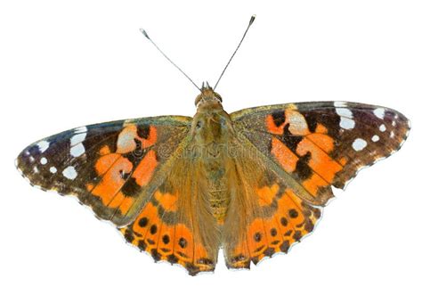 Butterfly Vanessa Cardui 13 Stock Image Image Of Painted