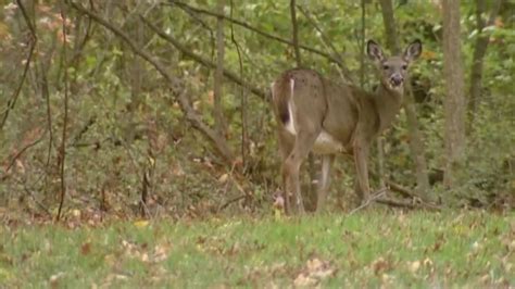 Georgia Hunters Landowners Have New Deer Management Program