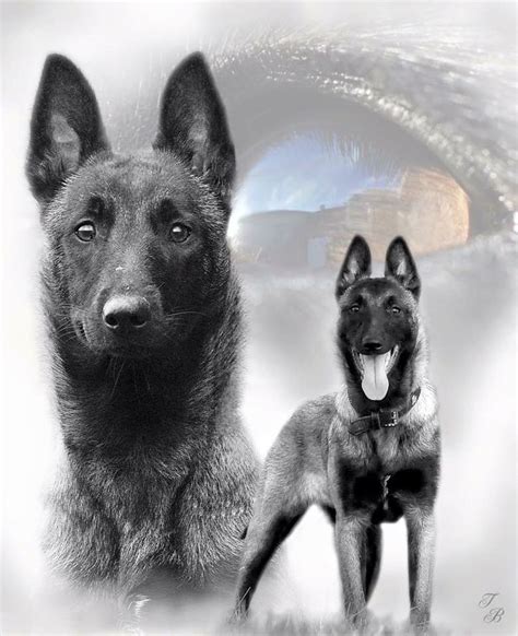 A very bright and obedient dog, it is determined and observant with strong protective and territorial instincts. Malinois pic | malinois | Belgian malinois, Malinois dog i ...