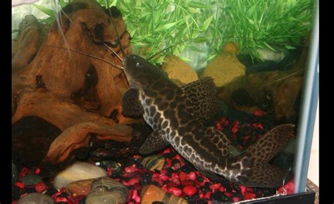 Free Photo Marble Catfish Catfish Fish Tank Free Download Jooinn