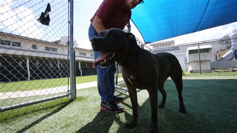 Longtime Orange County Animal Shelter Dog Spurs Controversy Orlando