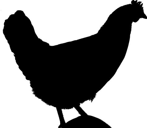 50 Free Chicken Silhouette And Chicken Images Pixabay