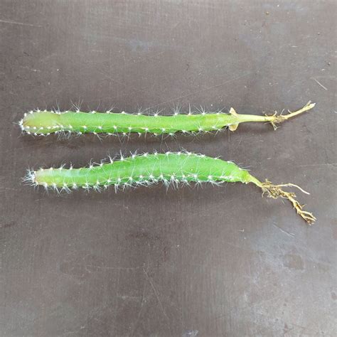 Cacti are everywhere these days. Hylocereus undatus - Dragon Fruit - Stekken - Sunnyplants.com