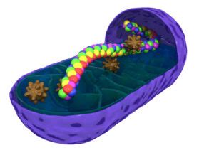 We did not find results for: Is the Mitochondria Still A Microbe? Energy & More | Jon ...