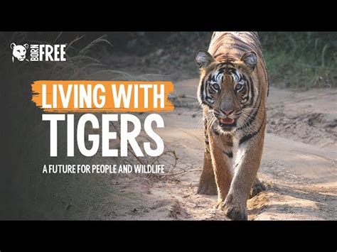 Protect Indias Tigers And Promote Co Existence Globalgiving