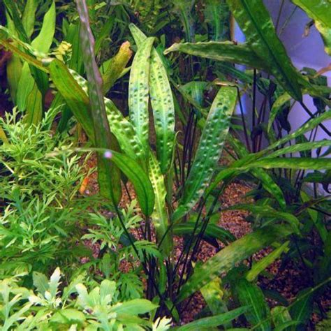 It also grows much faster than the crypt parva. Cryptocoryne Usteriana Aquarium Plant | Discus.com