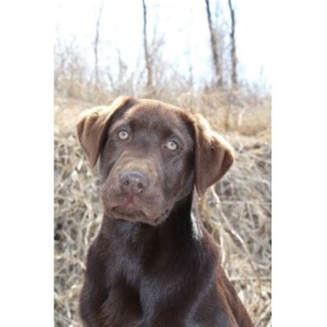 Find local labrador retriever puppies for sale and dogs for adoption near you. Kettle River Labs, Labrador Retriever Breeder in Hinckley ...