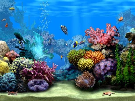 Free Download Living Marine Aquarium 2 Screensaver Screensaver Aquarium