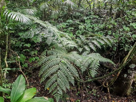 Alsophila Setosa Ferns And Lycophytes Of The World