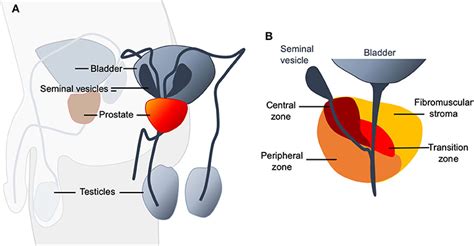Ra Z Horno Compilar Prostate Anatomy Zones Escribir Reaccionar Cangrejo