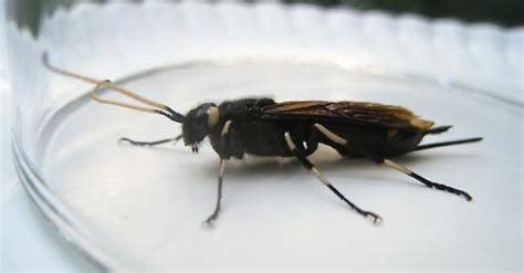 Wasp Found On My Leg Urocerus Albicornis Bugguidenet