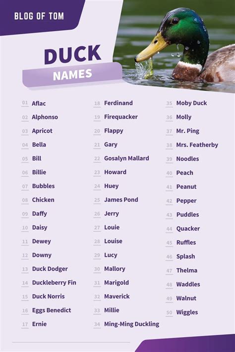 Duck Names Cute Cool Funny Ideas For Males Females Funny