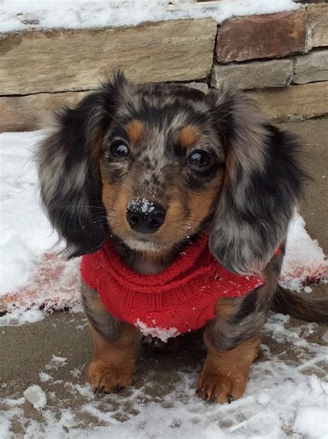 Long Haired Dapple Dachshund Galhairs