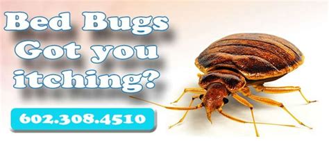 Bed Bug Control Mesa Az Bed Bug Exterminators Mesa