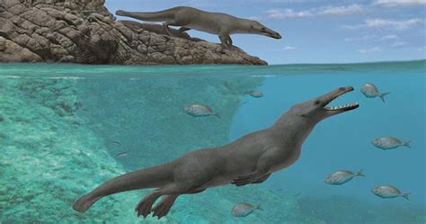 Prehistoric Four Legged Whale Species That Lived 40 Million Years Ago