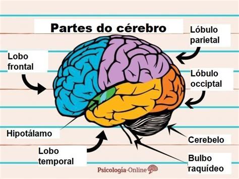 Partes Do C Rebro E Suas Fun Es Resumo Imagens Anatomia Del