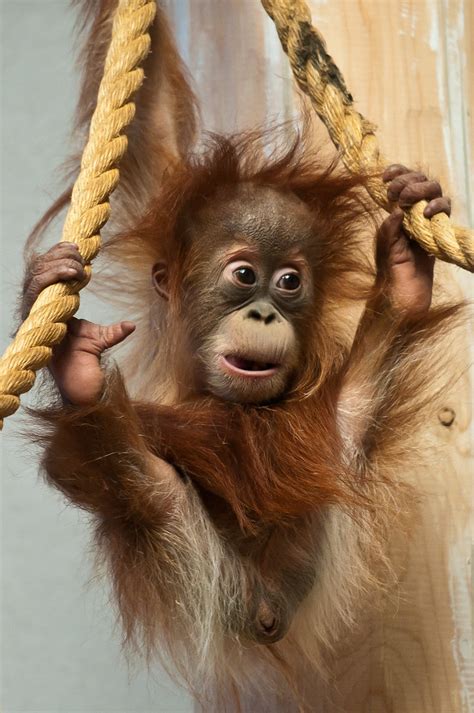 Orang utan, affen, primaten, baby orang utan, gefährdete wild lebende tiere, natur und orang utan zeichnung. Hesty the baby Orangutan | This baby Orangutan was the ...