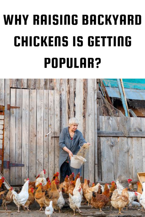 why raising backyard chickens is getting popular