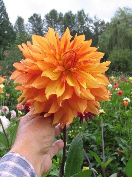 Interestingly enough, these unique plants don't produce their own chlorophyll, and so when you spot a moon cactus in the store, it's actually two plants in one. Dahlia 'Mary P.' | Dahlia, Summer plants, Herbaceous ...