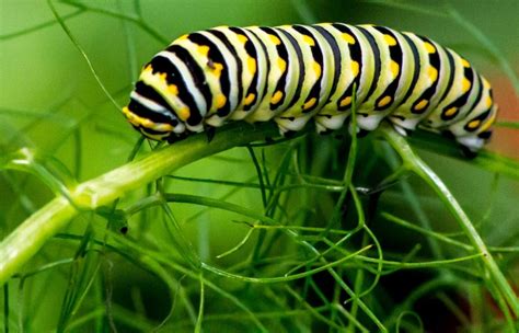 Caterpillar foundation announces global environmental partnership with one tree planted. Fascinating Caterpillars, Butterflies and Meadow Insects ...