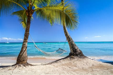 Photography Landscape Nature Tropical Beach Palm Trees Hammocks