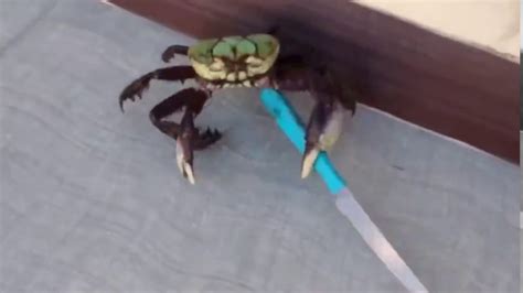 Crab Wielding Knife YouTube