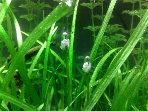 Phycokey Aquatic Macrophytes Sagittaria Images