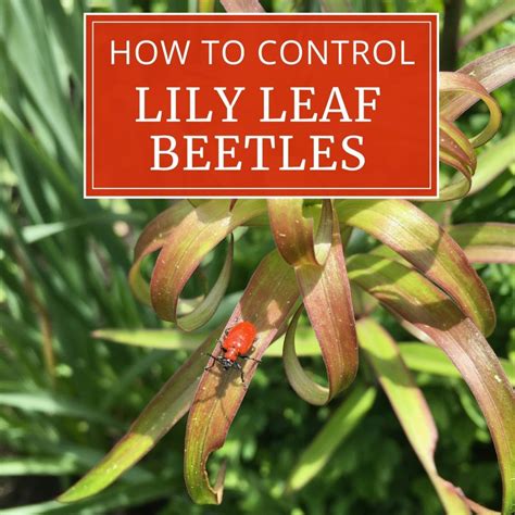 how to control red lily leaf beetles longfield gardens