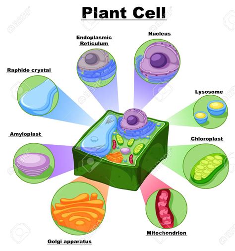 Imagen Relacionada Plant Cell Cell Diagram Plant Cell Project