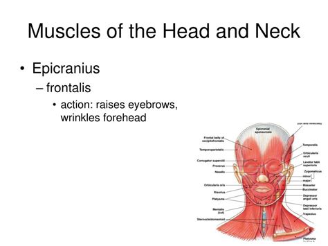 L location of the muscle l shape of the muscle l relative size of the. PPT - Gross Anatomy of the Muscular System PowerPoint Presentation, free download - ID:2017591