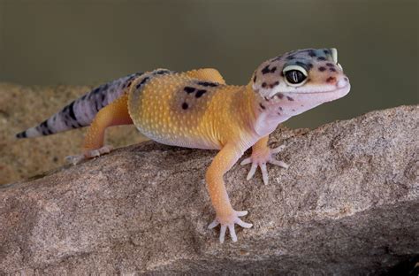 7 Best Pet Reptiles To Have And Keep As Pets