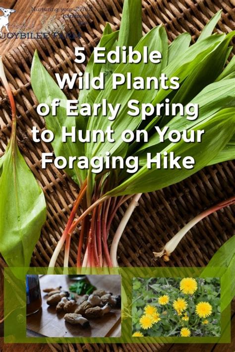 5 Edible Wild Plants Of Early Spring To Hunt On Your Foraging Hike