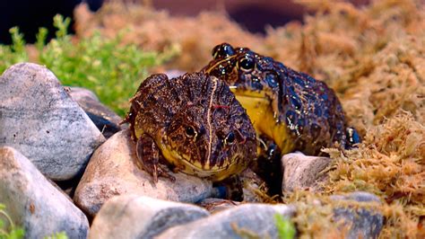 They are native to asia, europe and western north america. BBC iPlayer - Show Me Show Me - Series 4: 14. Frogs and Feet