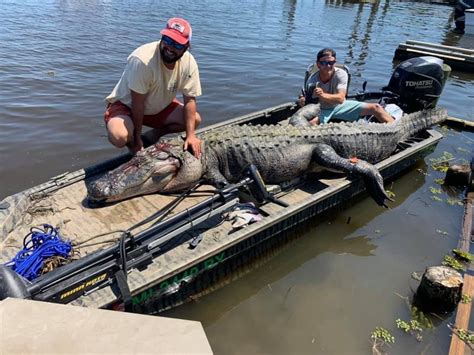 Hunters Nab Giant Gator Minutes After Mississippi Alligator Season