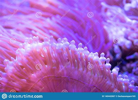 Beautiful Sea Flower In Underwater World With Corals And Fish Stock