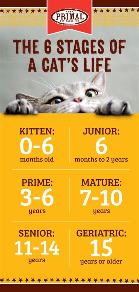 To Ensure Your Cat Lives A Long And Happy Life Its Important To