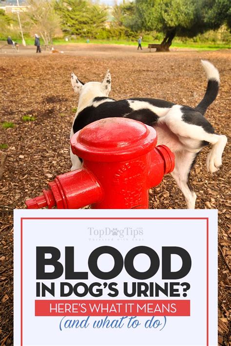Blood In Dog Urine Hematuria What It Means And What You Should Do