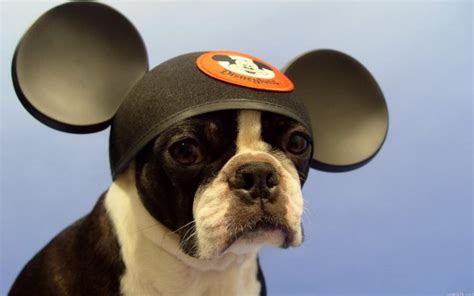 20 Adorable Pictures Of Dogs Wearing Hats