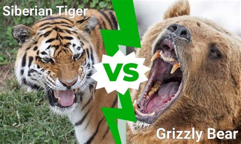 Siberian Tiger Vs Grizzly Bear Who Would Win In A Fight Unianimal