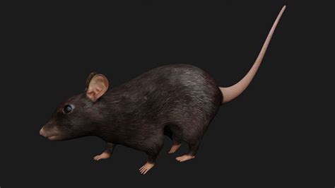 Black Rat 3d Model Rigged And Low Poly Game Ready Team 3d Yard