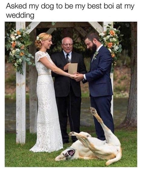 Rmemes Wedding Day Funny Dog Pictures Funny Dogs Laughing So Hard