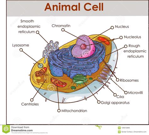 Looking deeper, plant cells and animal cells have tiny structures called cell organelles which perform various other functions to ensure the survival of the cell. Animal Cell Anatomy Diagram Structure With All Parts ...