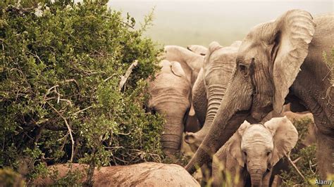 Proteja A Los Elefantes Son Un Reflejo Científico De Los Humanos