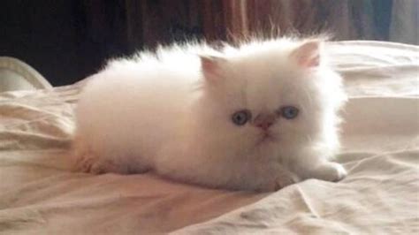Kittens $1200.00 as pet or $1500.00 full registra. WONDERFUL MALE FLAME LYNX POINT HIMALAYAN PERSIAN KITTEN ...