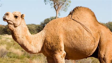10 000 feral camels to be shot in australia to save water r vegan