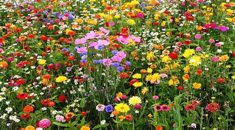Wildflowers For Your Garden Your Local Gardener