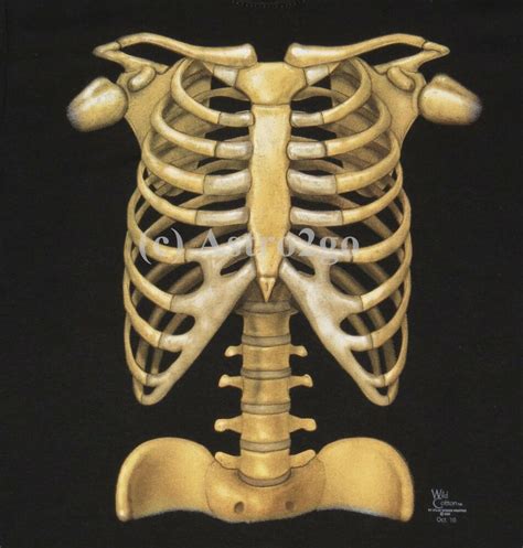 The length and dimensions of ribs rarely allow for great preservation, so when you find them in archaeological contexts they tend to be extremely fragmentary. SKELETON--Bones Ribs X-Ray Anatomy Biology Science ...