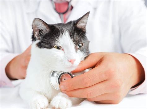 Cara rawatan kucing cirit birit | dah sampai musim kucing cirit birit di klinik cik en. Kucing Cirit Birit Teruk - Boleh layari website untuk ...